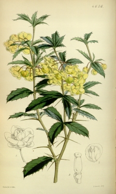 Berberis Sieboldii Useful Temperate Plants