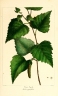 Betula populifolia