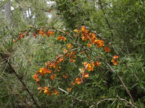 Indian Flowers And Herbs Tree Turmeric Berberis Aristata