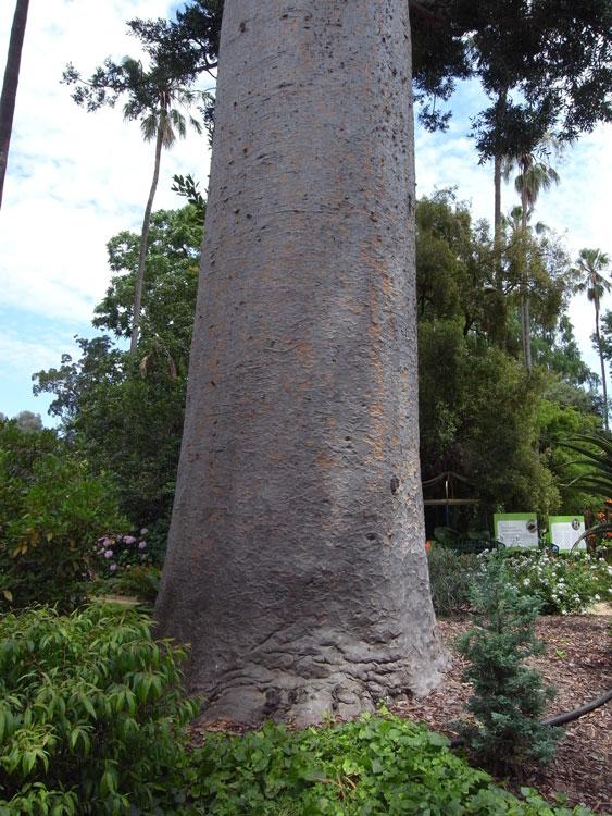 Agathis robusta