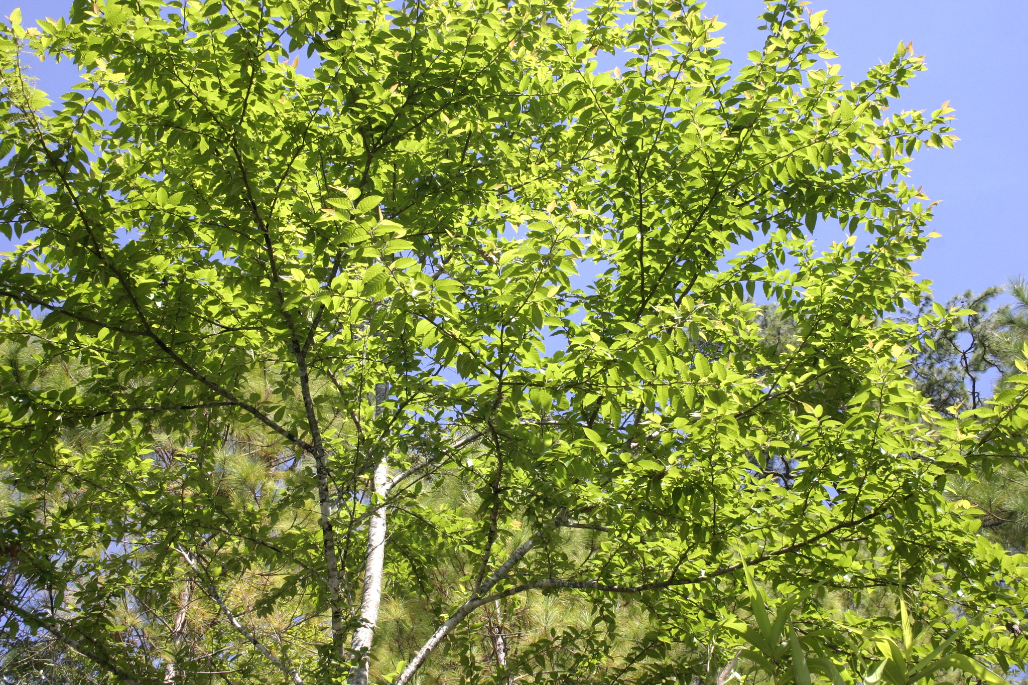 фото деревьев средней полосы