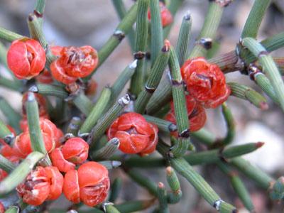 Ephedra americana