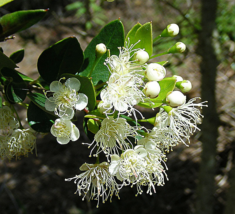 Amomyrtus meli