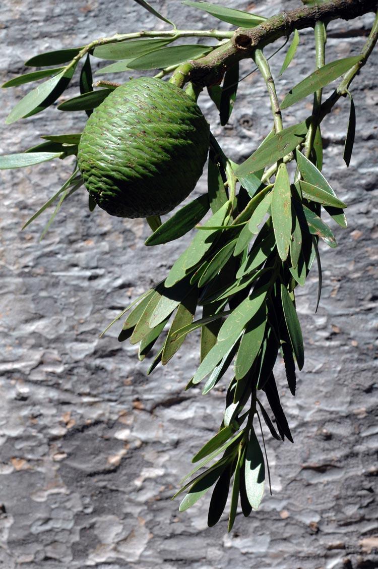 Agathis robusta