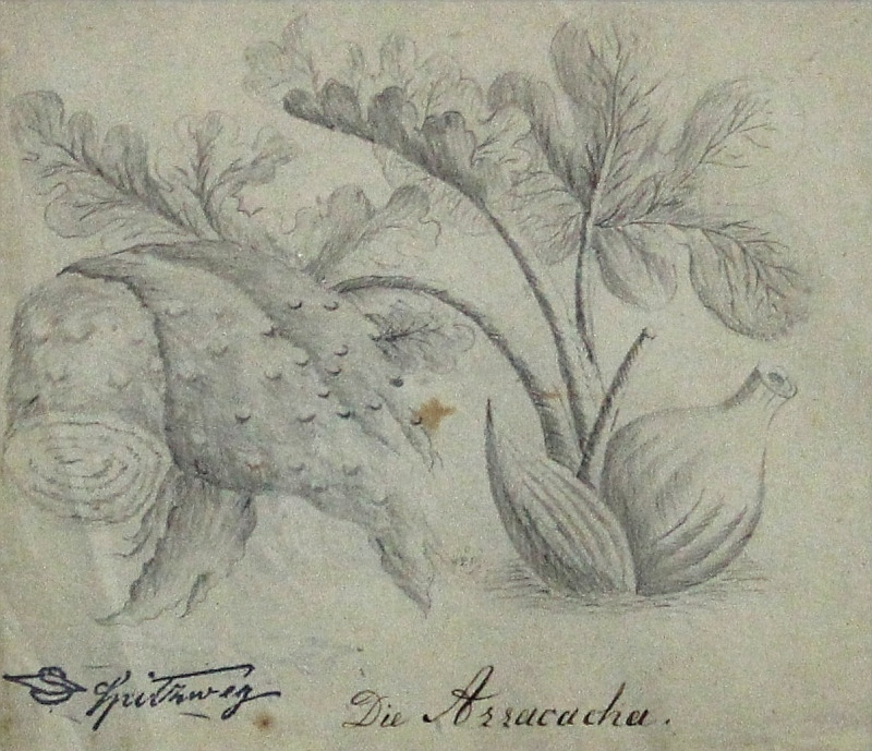 Arracacia xanthorrhiza