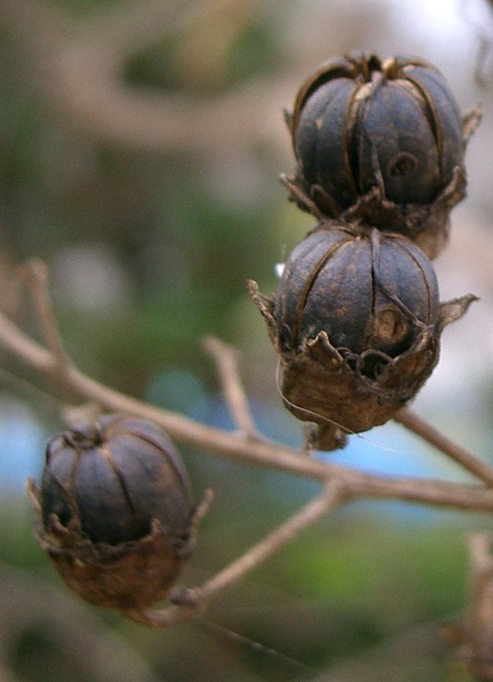 Lagerstroemia indica