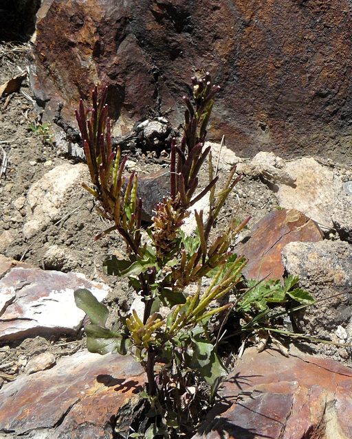 Barbarea orthoceras