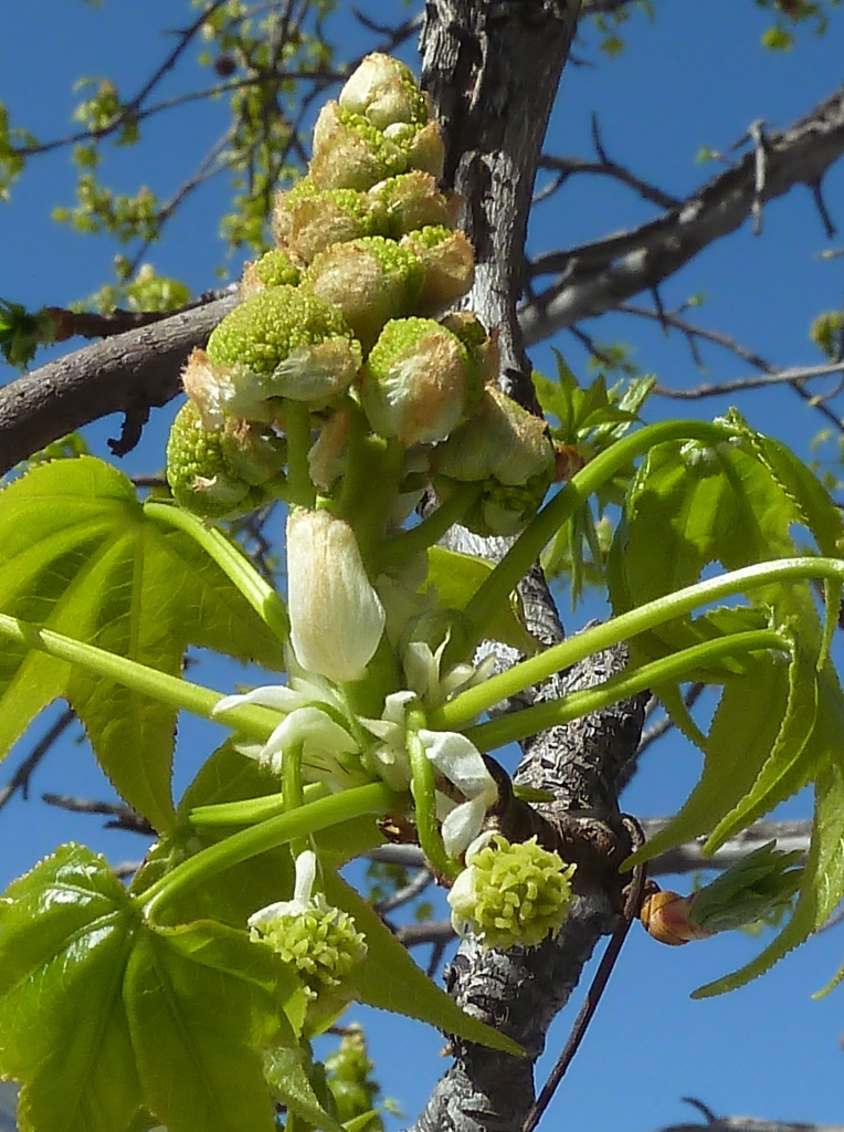 Liquidambar styraciflua
