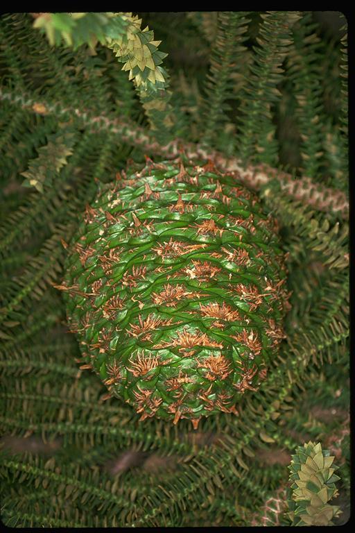 Araucaria bidwillii