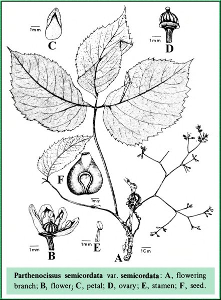 Parthenocissus semicordata