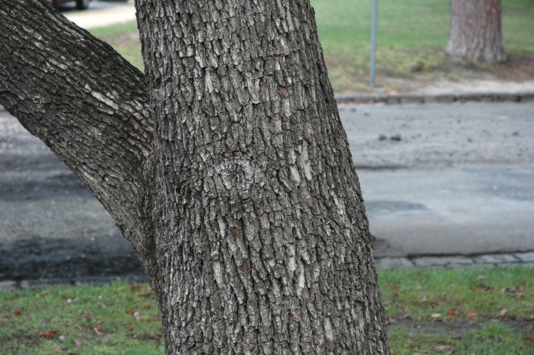 Cinnamomum camphora