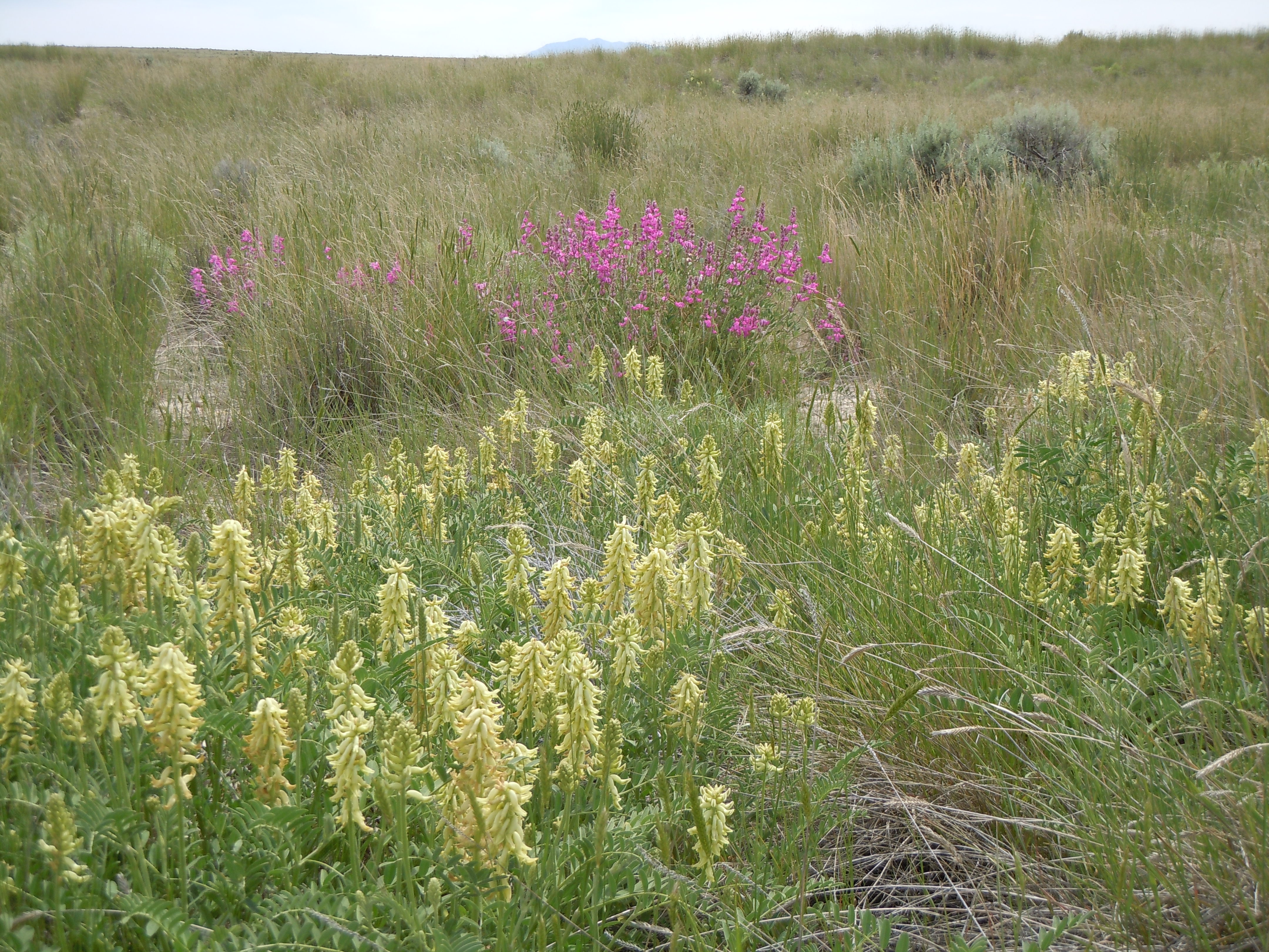 Astragalus canadensis