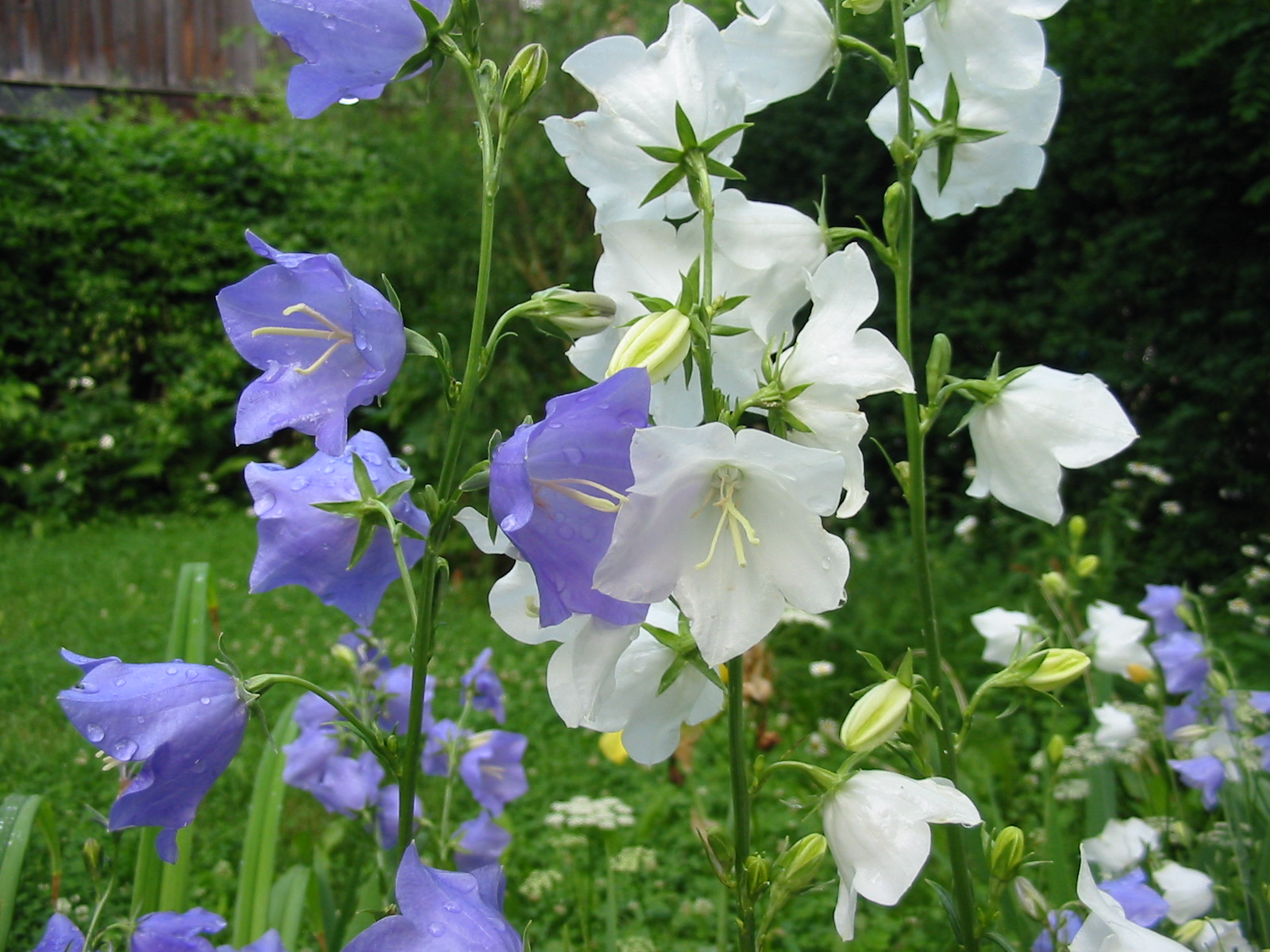 Колокольчик кустовой. Колокольчик персиколистный (Campanula persicifolia). Колокольчик Кампанула Медиум. Колокольчик персиколистный микс.