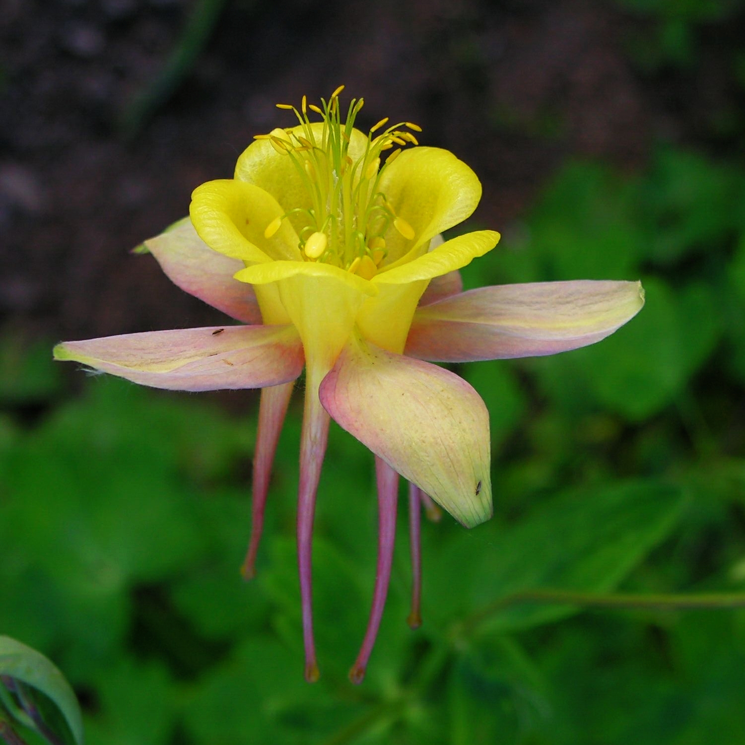 Аквилегия Aquilegia vulgaris