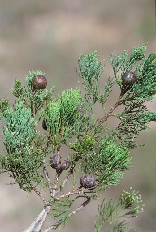 Callitris columellaris