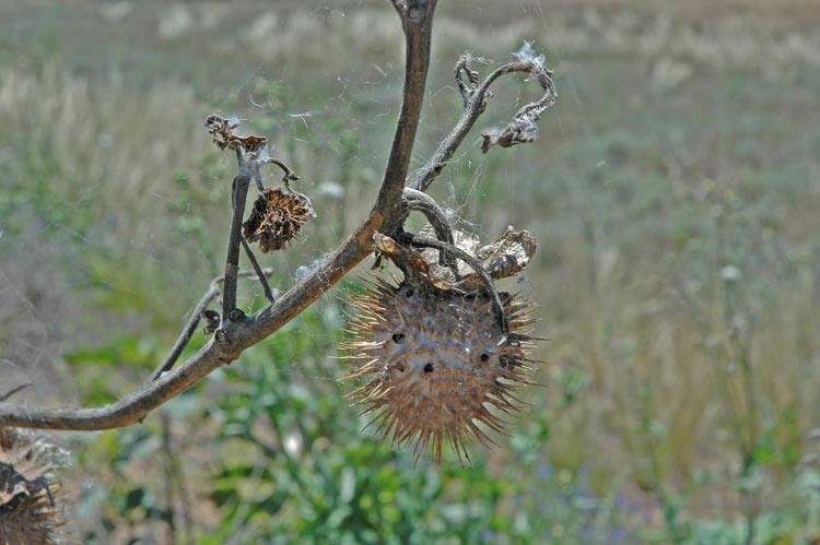 Datura inoxia
