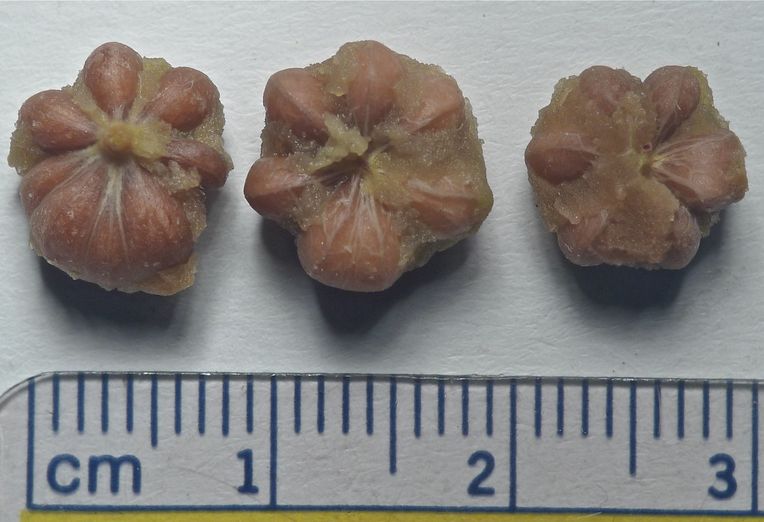Arctostaphylos patula