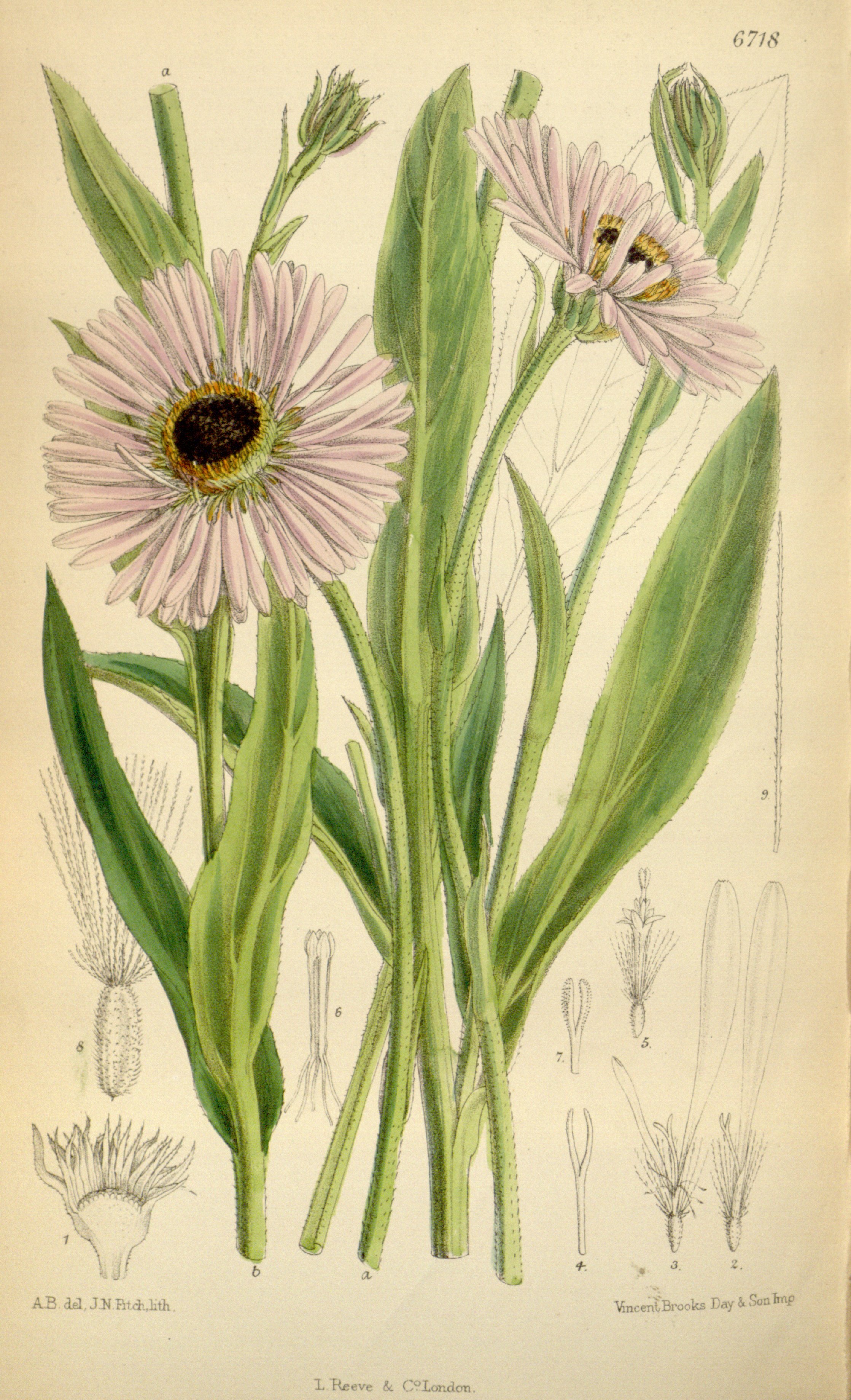 Aster diplostephioides Images - Useful Tropical Plants