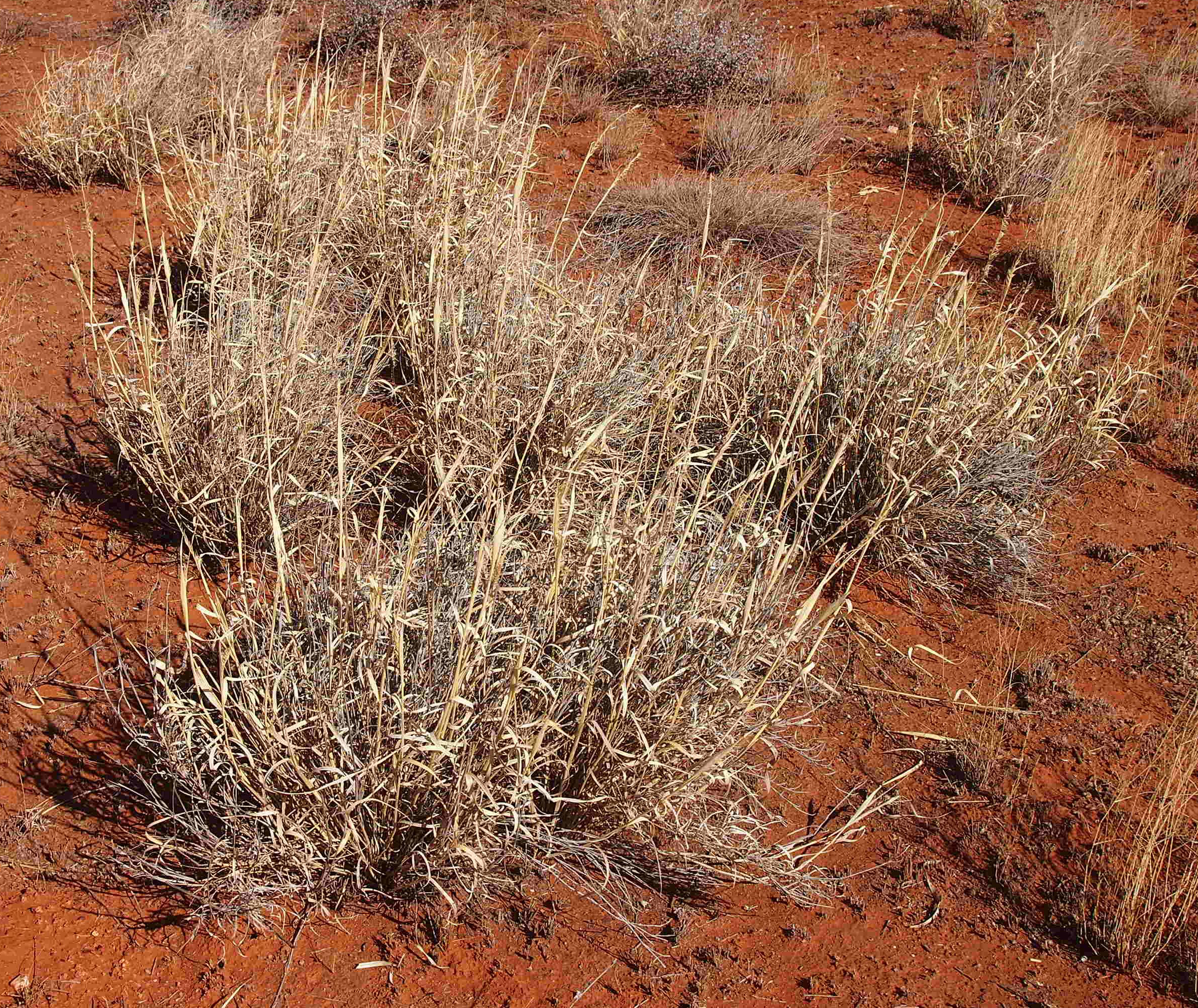 В засушливых условиях листья многих растений. Спинифекс в Австралии. Спинифекс растение Австралии. Астребла (трава Митчелла).. Скрэб в Австралии.