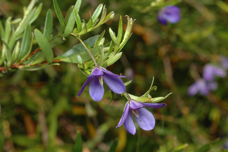 Billardiera fusiformis