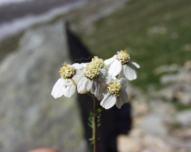 Achillea erba-rotta moschata