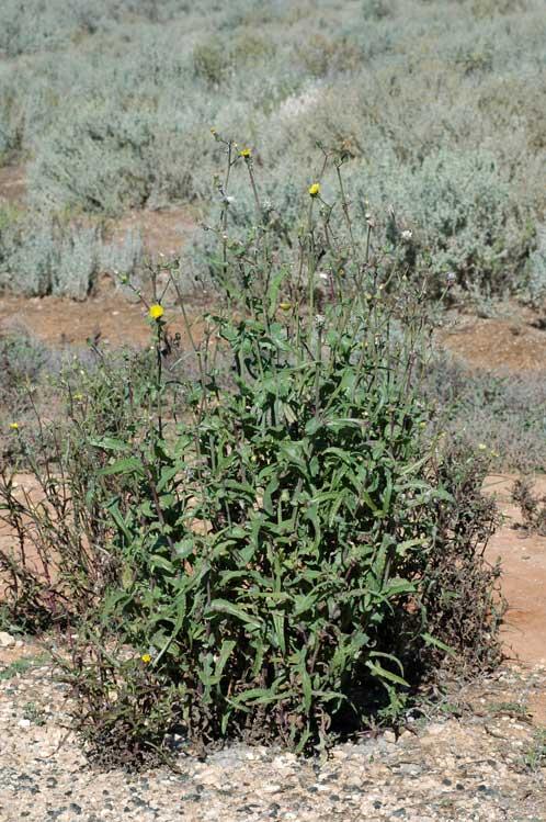 Sonchus oleraceus