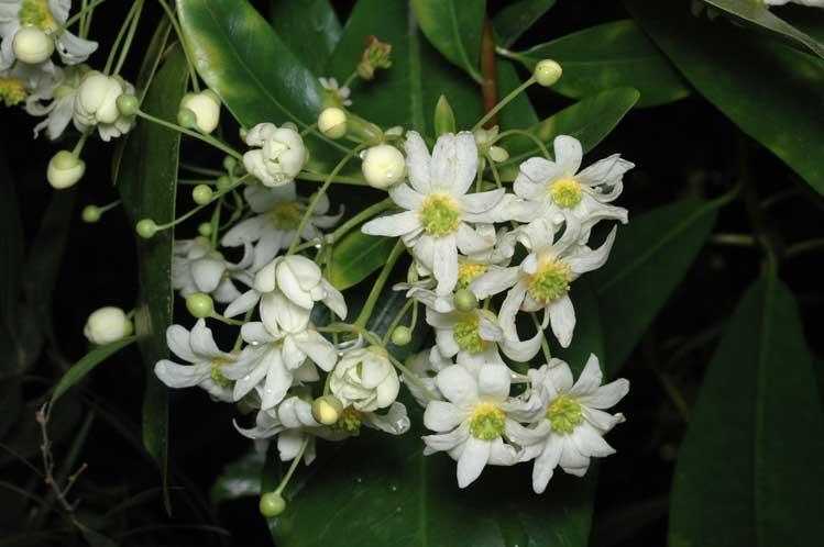 Drimys winteri