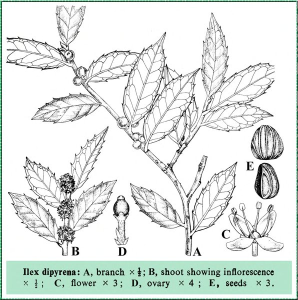 Ilex dipyrena