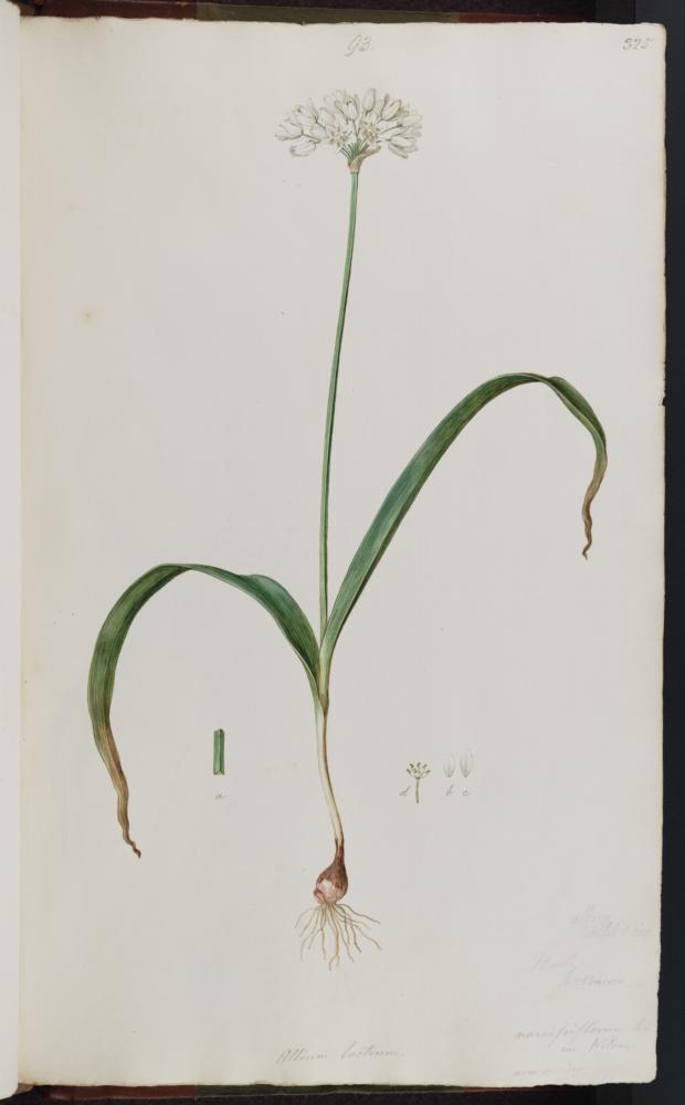 Allium neapolitanum