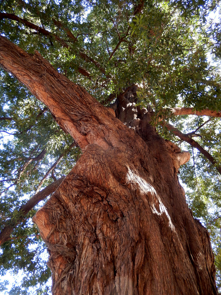 Podocarpus elatus