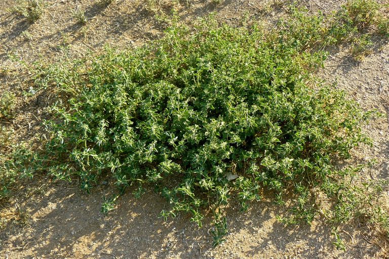 Atriplex argentea