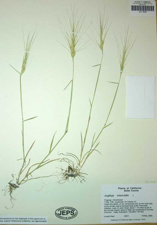 Aegilops triuncialis