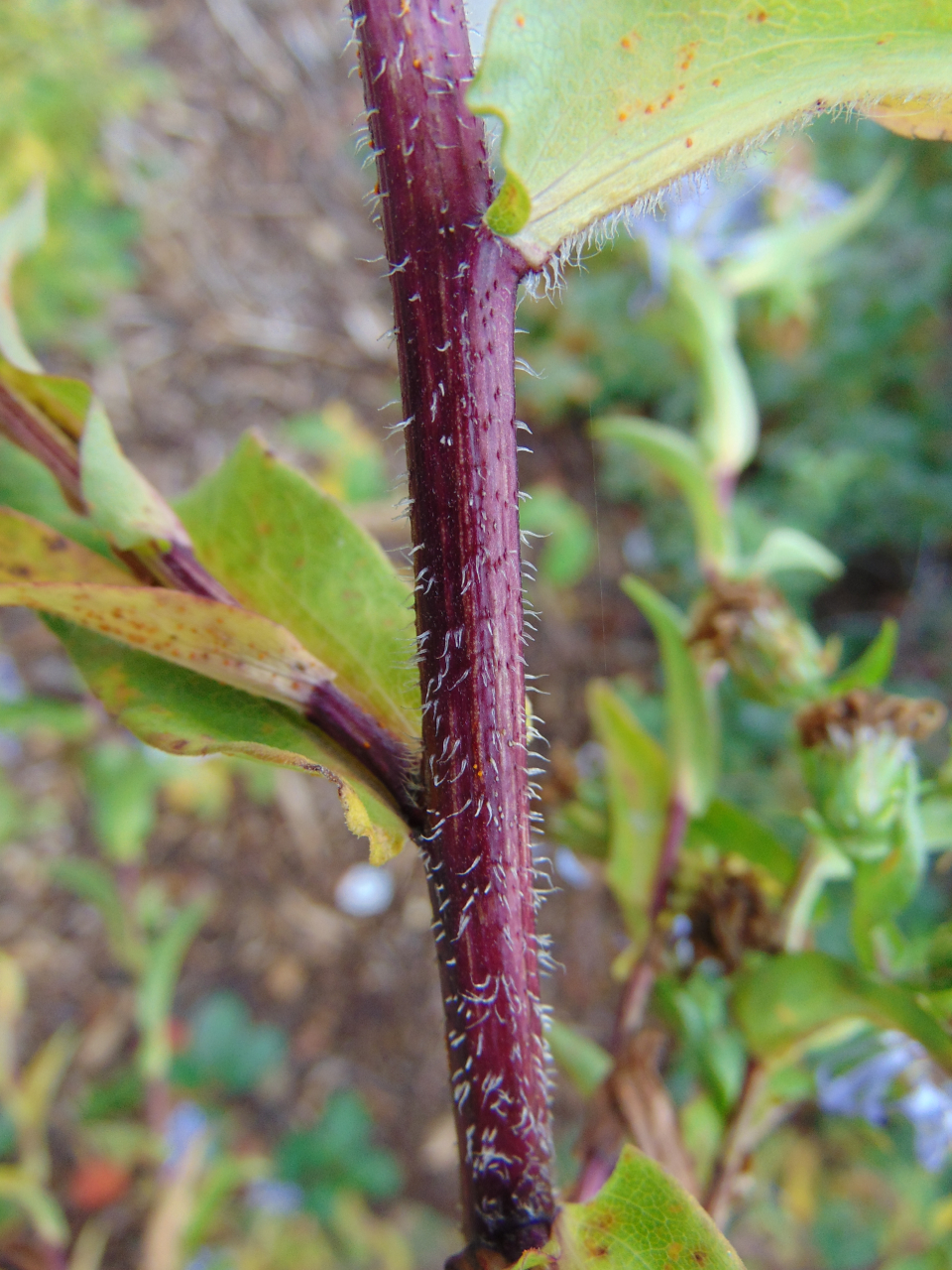 Symphyotrichum puniceum