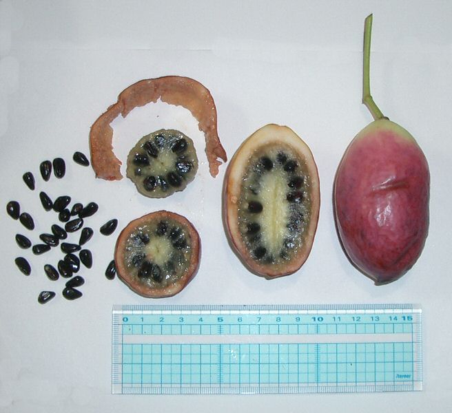 Stauntonia hexaphylla