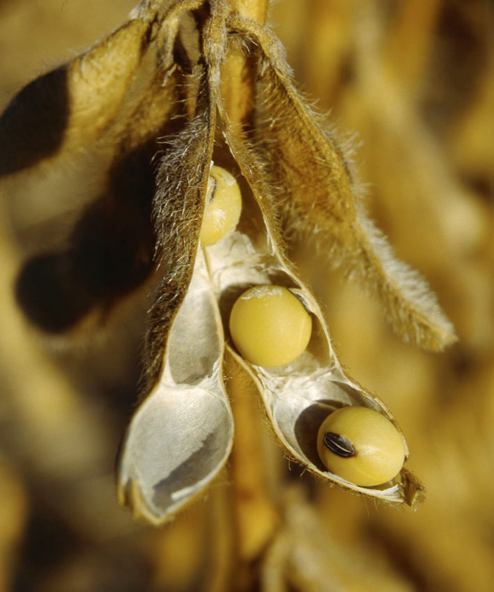 Glycine max