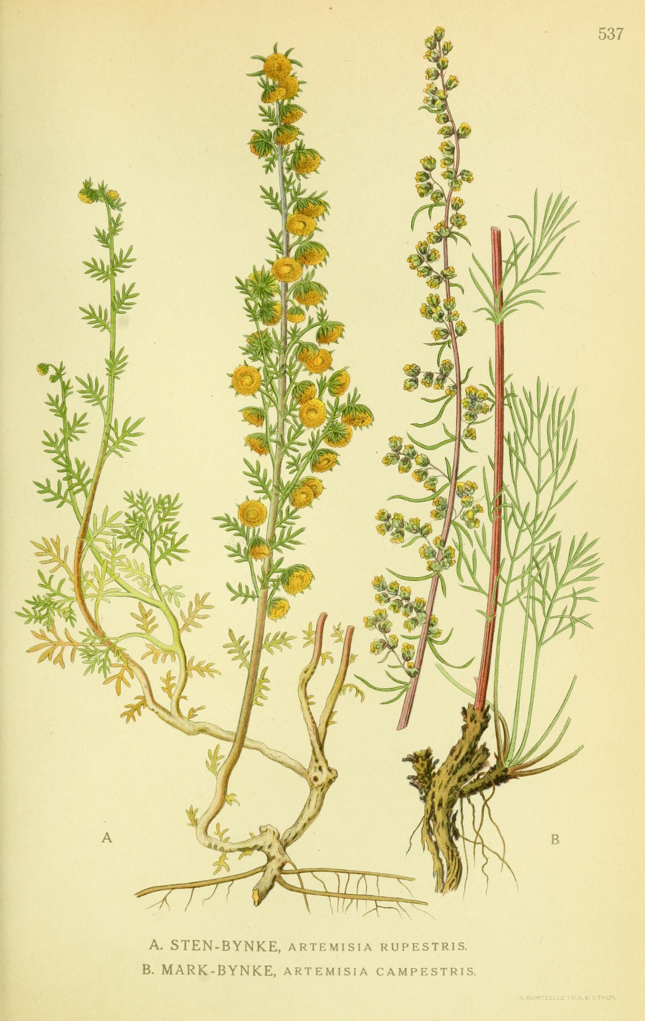 Artemisia Campestris гербарий