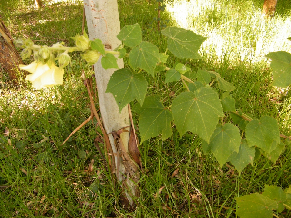 Hibiscus diversifolius