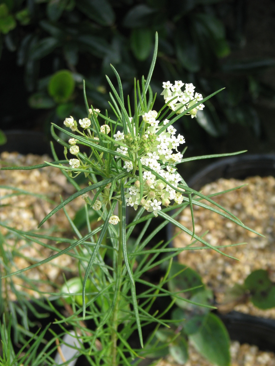Asclepias pumila