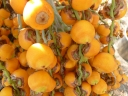 Butia odorata