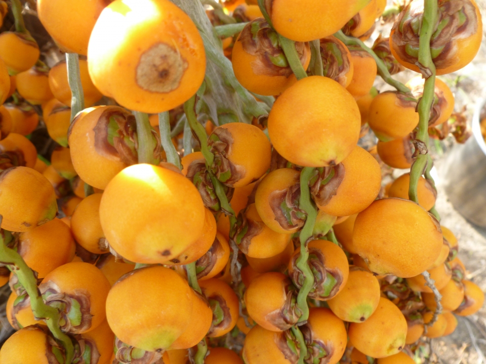 Butia odorata