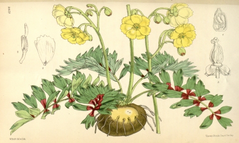 Bongardia chrysogonum