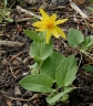 Arnica cordifolia
