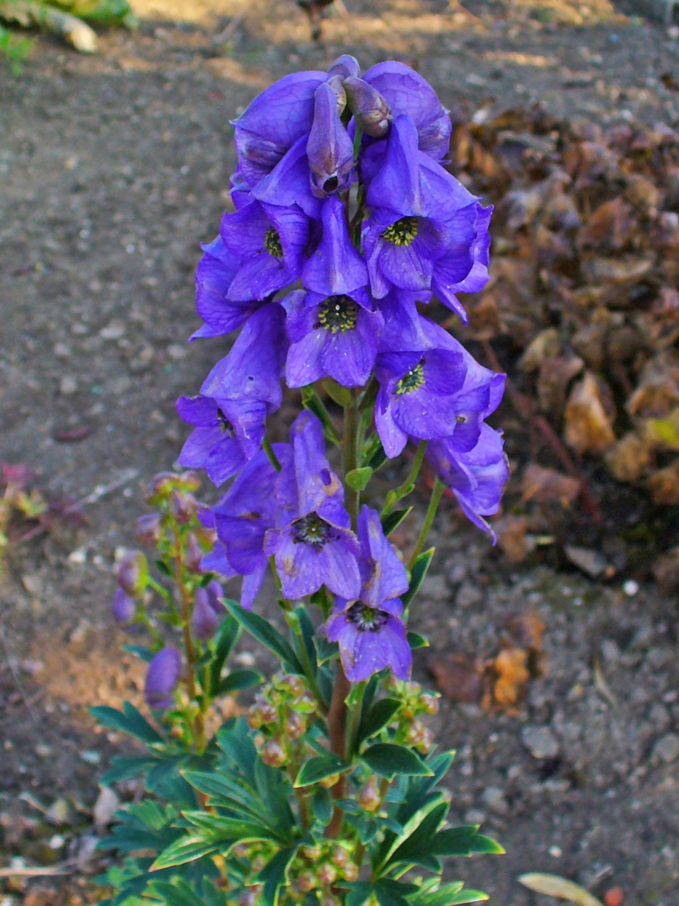 Aconitum carmichaelii