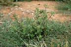 Chenopodium murale
