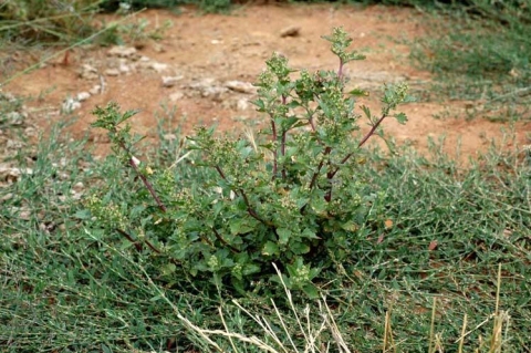 Chenopodium murale