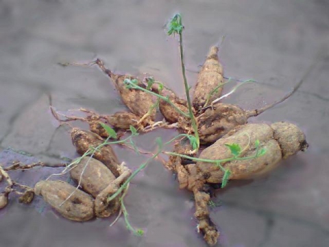 Trichosanthes ovigera