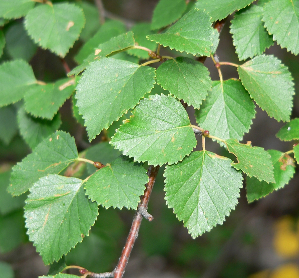 Betula occidentalis