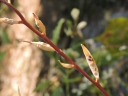 Eruca vesicaria
