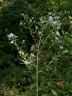 Symphyotrichum puniceum