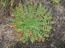 Erodium cicutarium